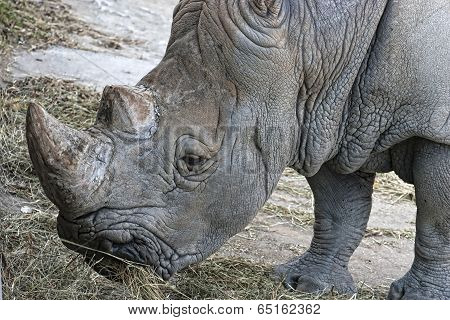 Rhinoceros (ceratotherium Simum Simum)