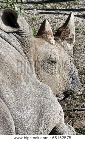 Rhinoceros (ceratotherium Simum Simum)