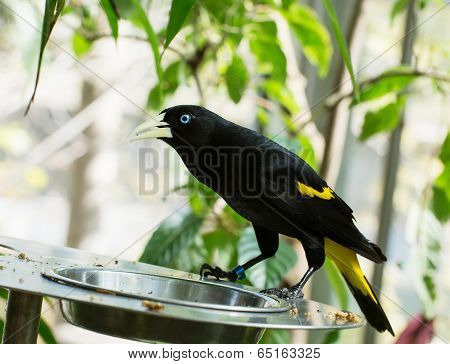 Yellow-rumped Cacique (cacicus Cela)