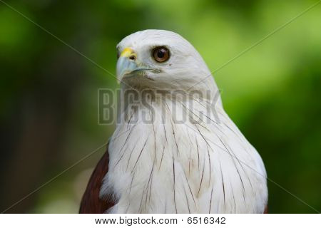 Aquila