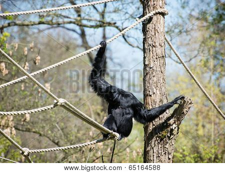Siamang (symphalangus Syndactylus)