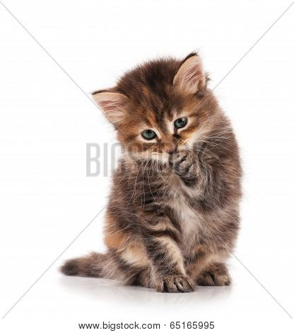 Cute Kitten
