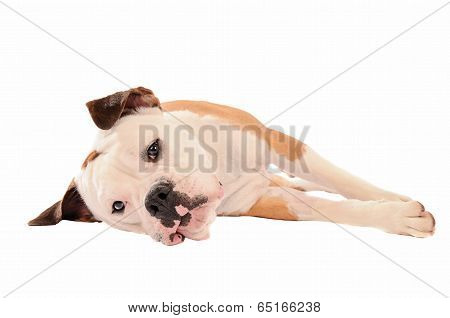Old English Bulldog Lying On A White Background
