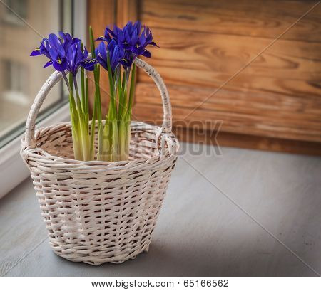 Irises In A White Basket On The Window