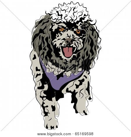 An image of a poodle.