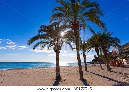 Alicante San Juan beach of La Albufereta with palms trees in Mediterranean Spain