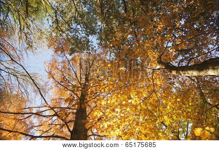 Autumn colors, looking through the backlit trees.