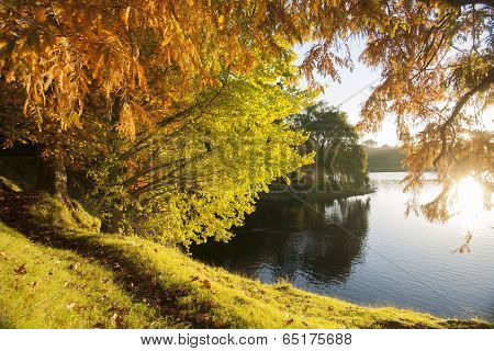 Autumn colors, looking through the backlit trees and across lake.