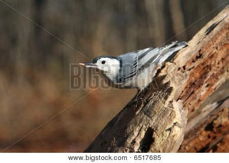 Whitebreasted Kleiber