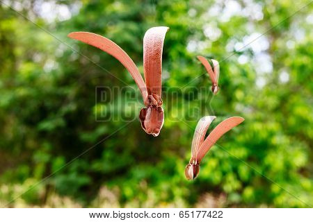 Dipterocapus Alatus