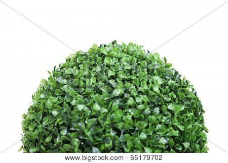 Close up of semiball-shaped green bush, isolated on white. Symbol of Earth planet and concept of nature