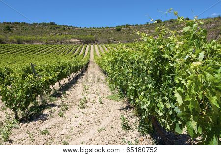 view of a vineyard in Viana, Navarre, Spain
