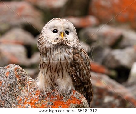 Ural Owl