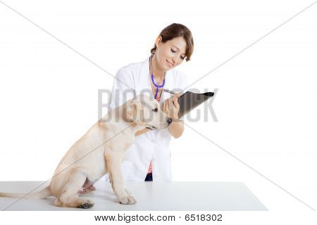 Veterinay Taking Care Of A Dog