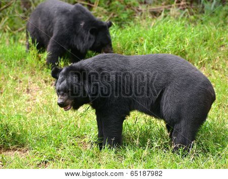 Asiatic Black Bear