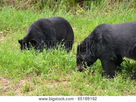 Asiatic Black Bear