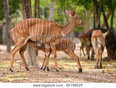 Female Nyala With Their Young