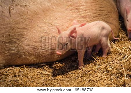 piglets with a pig