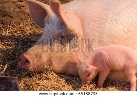 piglets with a pig