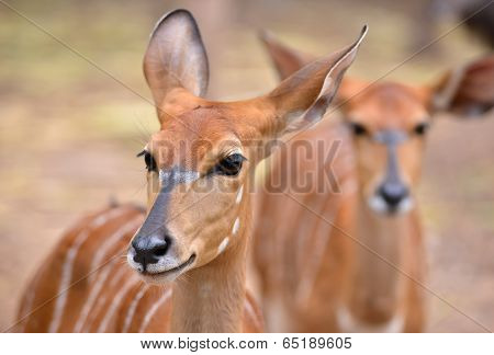 Close Up Of Female Nyala Head