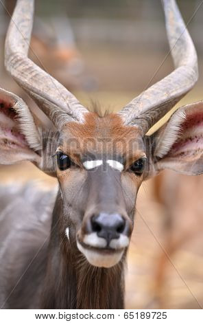 Close Up Of Male Nyala Head