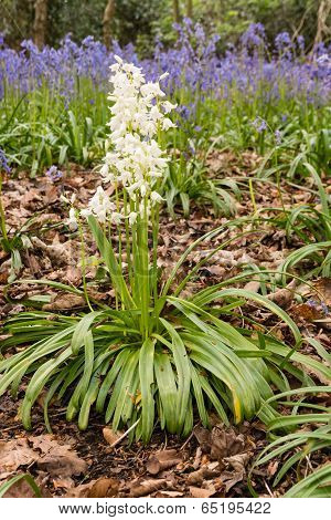 White Bluebells Portrait