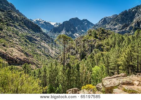 Foret De Bonifatu In Corsica