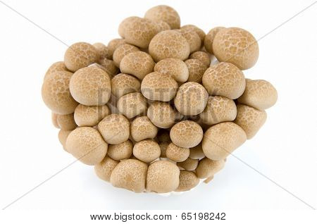 Buna Shimeji Mushrooms.