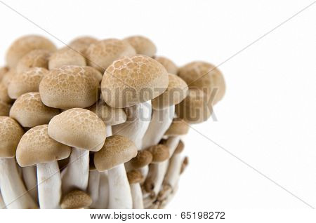 Buna Shimeji Mushrooms.