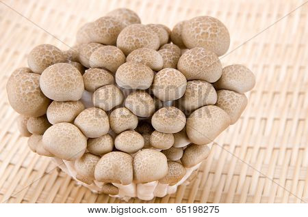 Buna Shimeji Mushrooms.