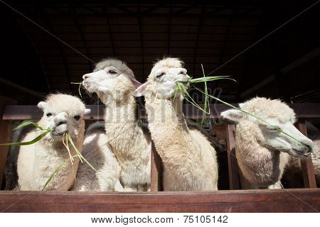 Llama Alpacas Eating Ruzi Grass In Mouth Rural Ranch Farm