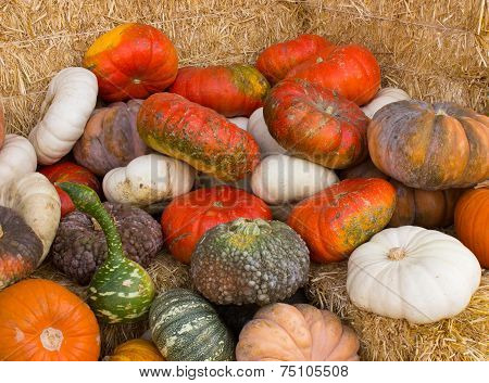Autumn pumpkins