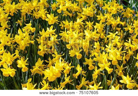 Yellow Daffodils (spring Background)