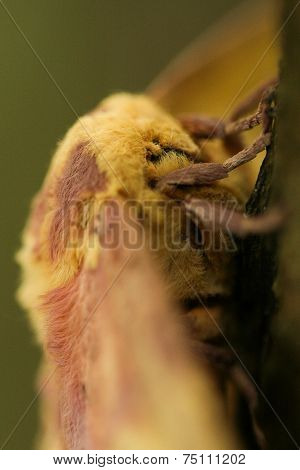 Moth