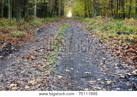 The forest road.