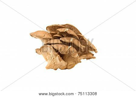 Fresh Mushroom