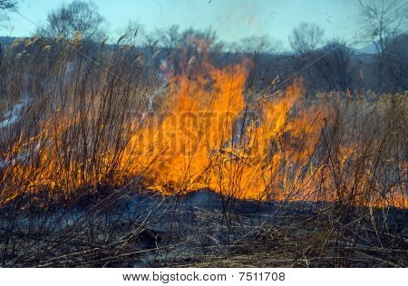 Brushfire