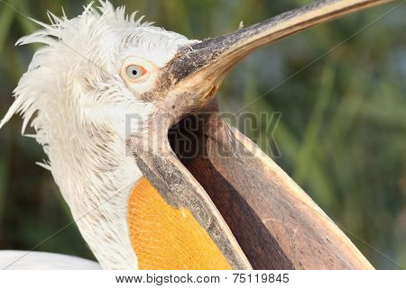 Dalmatian Pelican With Open Beak