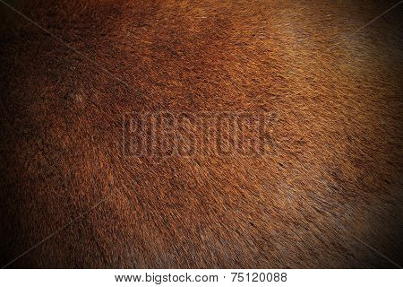 Texture Of Zebu Pelt