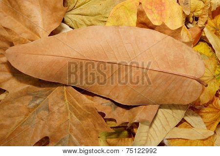 big brown leafs