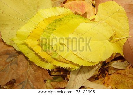 stacking yellow and brown leaves