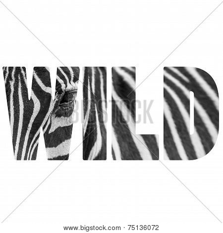 Word Wild Zebre Portrait