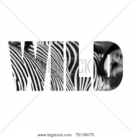 Word Wild Zebre Portrait