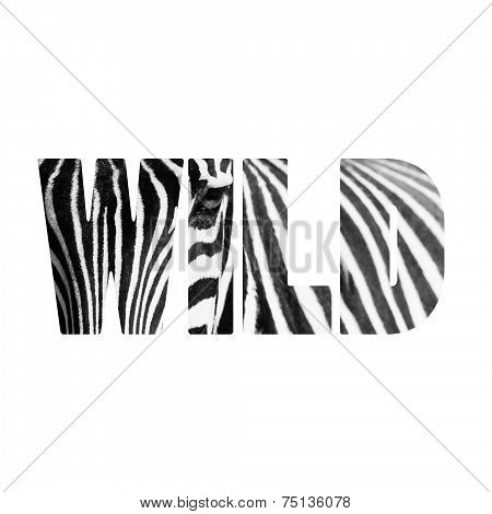 Word Wild Zebre Portrait