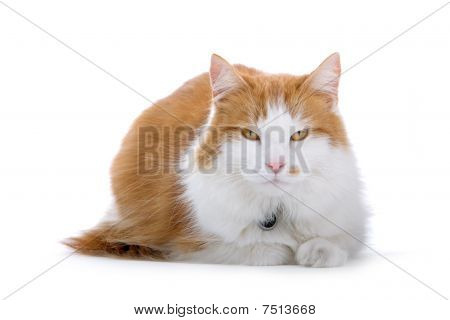 röda och vita brittiska kort hår katt