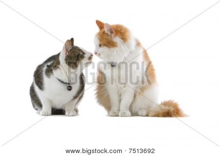 Brittiska kort haired katter