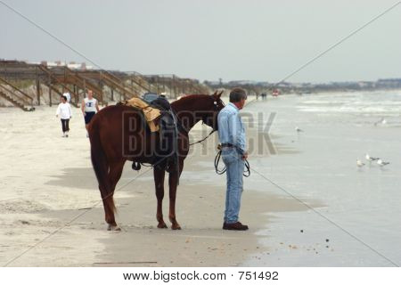 hest på stranden