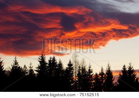 Alpenglow over the forest