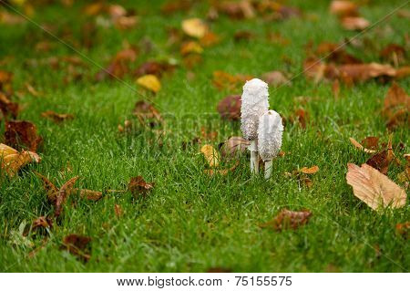 Shaggy Ink Cap Toadstools In Wet Grass