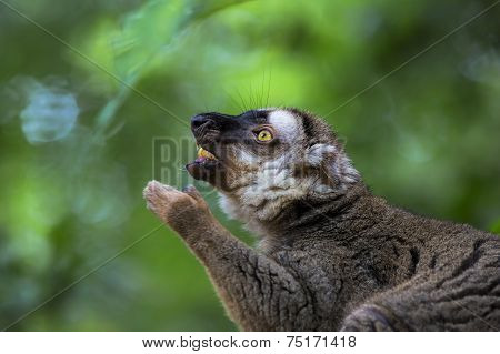 Lemur portrait